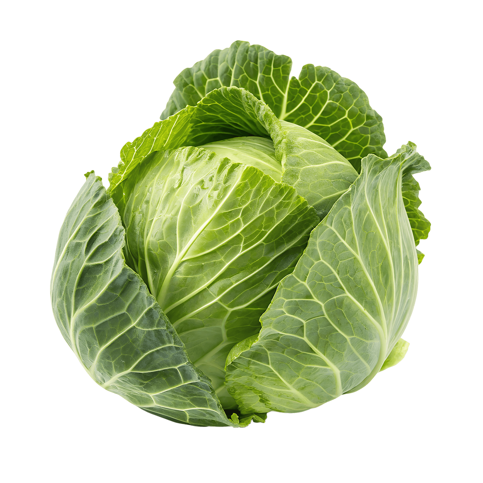 Young Cabbage