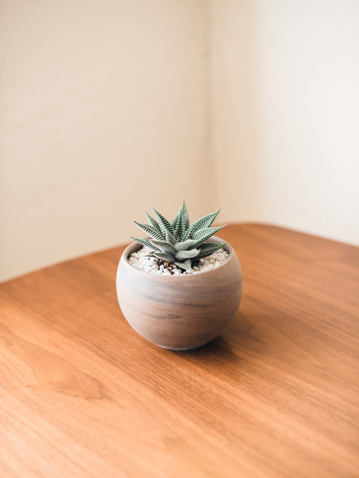 Succulent —